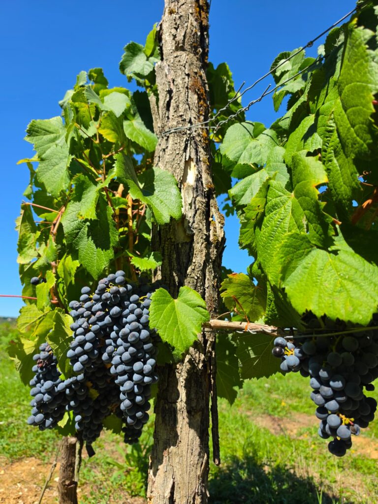 Wijnranken, haut monplaisir, Rosalie Mijnheer, Camping le clos bouyssac, cahors wijn, 2026